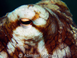 The Eyes of the Octopus by Abimael Márquez 